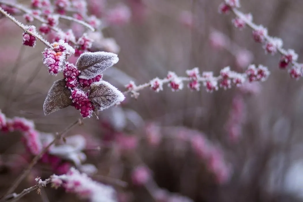 Planten hele jaar mooi in tuin