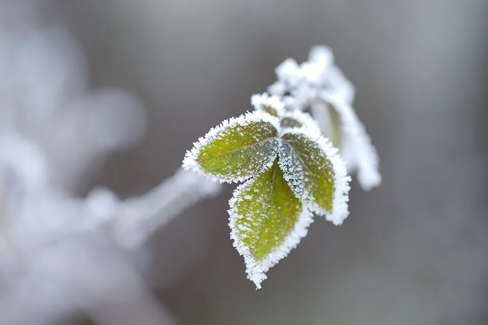 Winterharde planten en bloemen