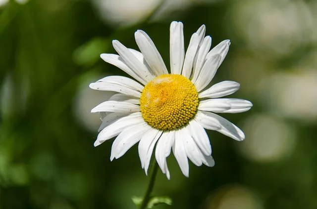 Tuintips voor juni 