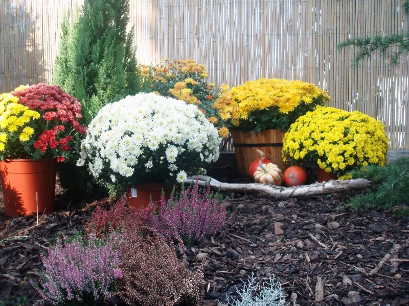 Tuintips voor de maand november