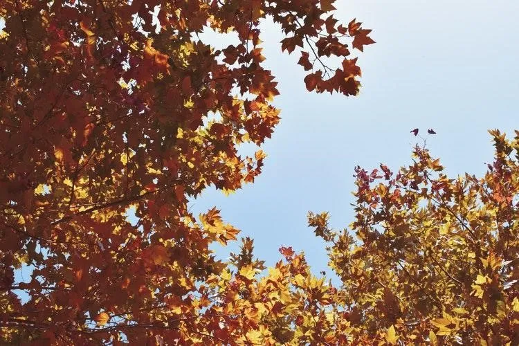 Tips om je tuin herfstklaar te maken