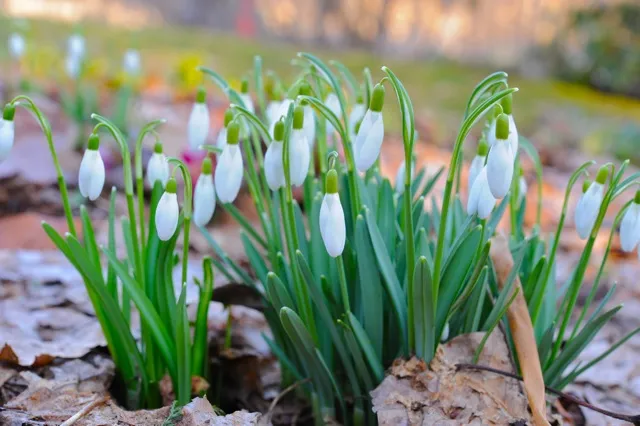 Tuinkalender maart 