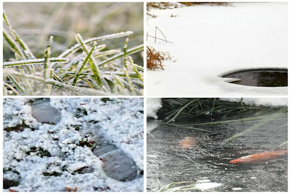 Tuintips voor de maand december