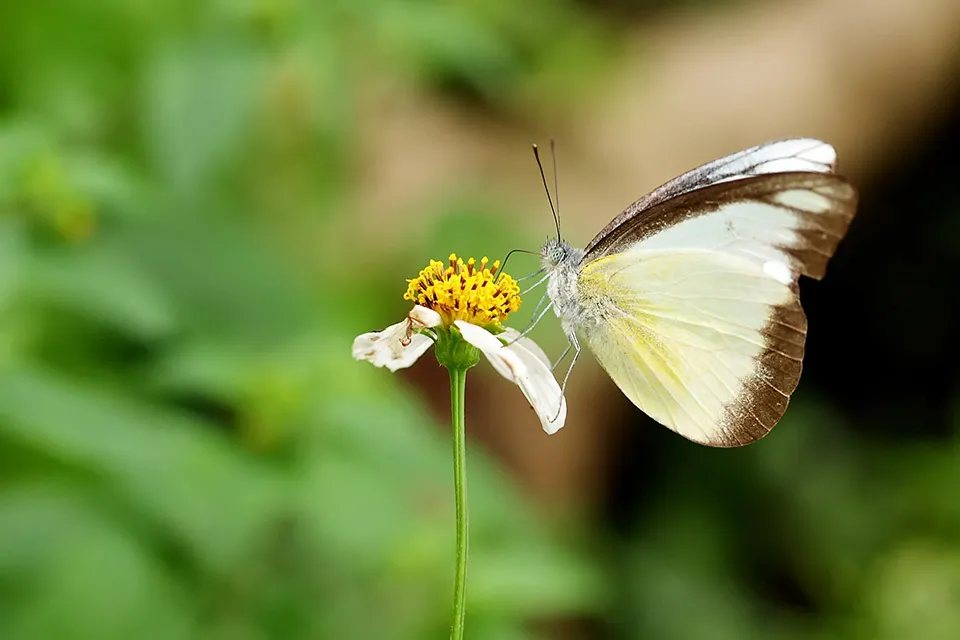 Tuintips voor in juni
