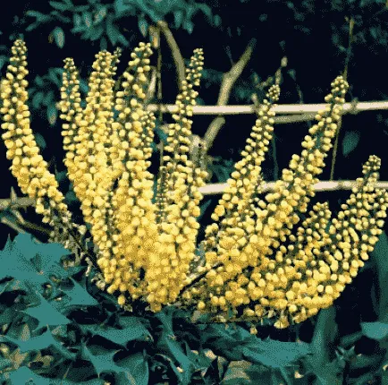 Vruchtbaar Correctie Belachelijk Wintergroene planten en bloemen in de tuin - Blog